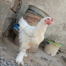 brama ak