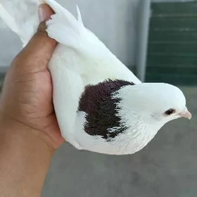 kepderi