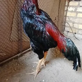 horaz