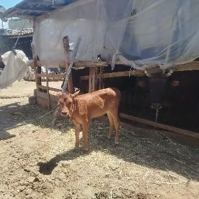 göle