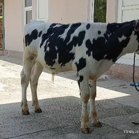 galisdeyin okuz