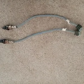 kotolizator datcik