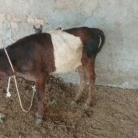 gulajynlar