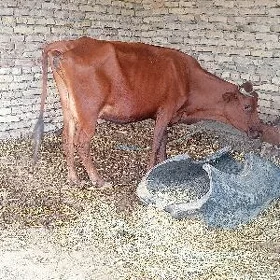 inekli ojek