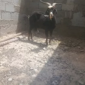 geçi