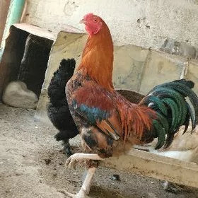 horaz