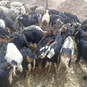 geci