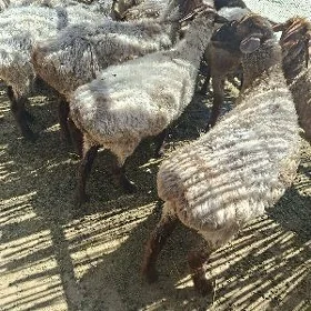 Goyun gurbanlyk