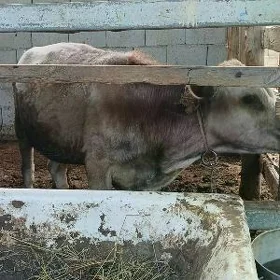 Ökùz