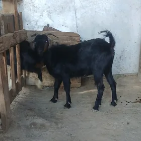 Geci