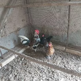 yaponcik karlik