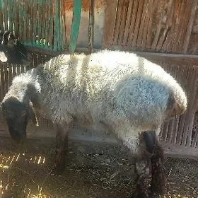 goç