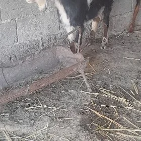 geci  we erkec