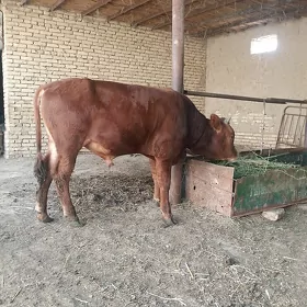 ökuz
