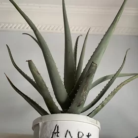 Aloe