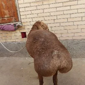 semiz Koçkar