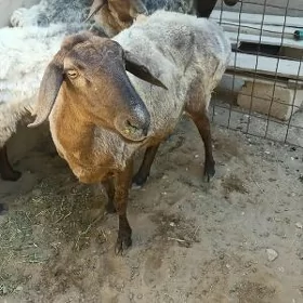 Semiz goýun