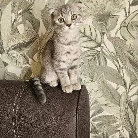 котятки
