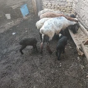 GiGoyun guzyly, Toklular