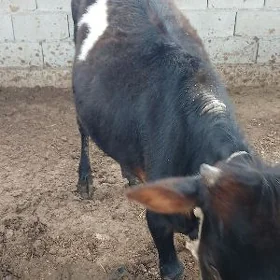 Tùwe