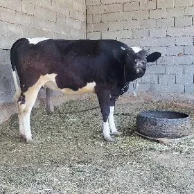 TÜWE
