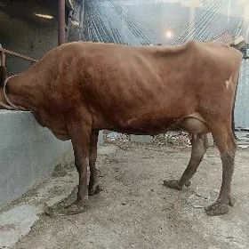 göleli sygyr