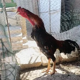 babay horaz