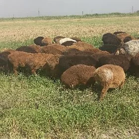 kockar kuzu