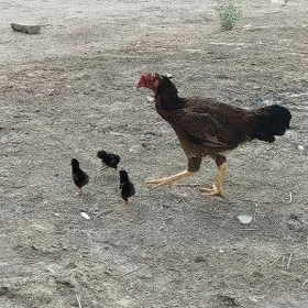 3 sany juyjeli baysowyy towuk