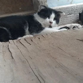 катенок