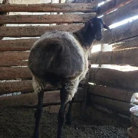 Goyun öweç