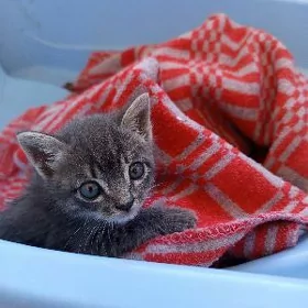 Британский кот