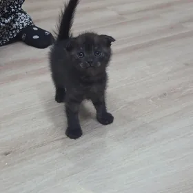 Вислоухие котята