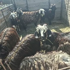 geçi erkeç dog