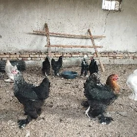 Brama towuklar