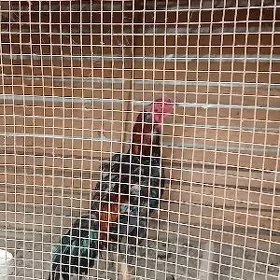 horaz