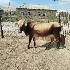 tanaly sygyr