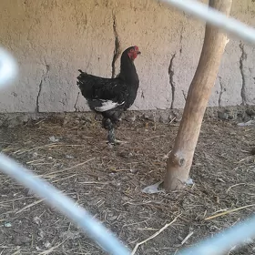 Horaz