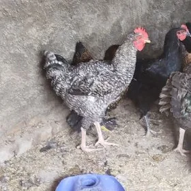 Gigant paroda