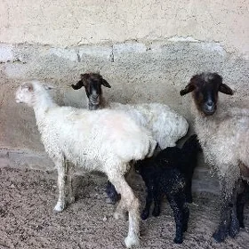 GUZLY GOÝUN