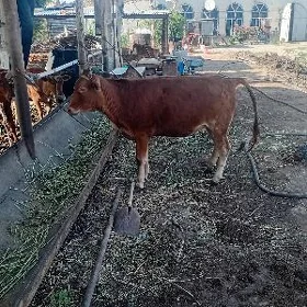 unajynlar