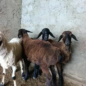Gissar goç