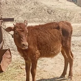 ökuzçe