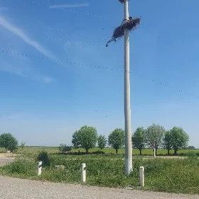 Buzmeyin jemagat arenda