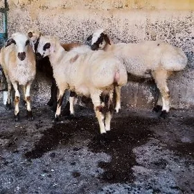 işşek