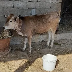 Tüwe