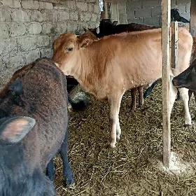 öküzçe tüwe öküz göle