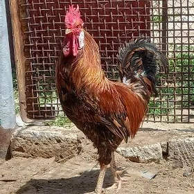 horaz