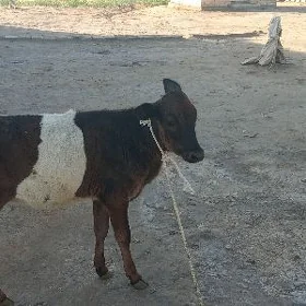 gulajynlar