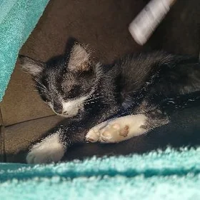 мальчик -котик